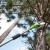 Высоторез-Cучкорез Greenworks G24PS20 24V аккумуляторный Высоторез-Cучкорез Greenworks G24PS20 24V аккумуляторный