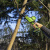 Пила сабельная Greenworks RS526 (GPT-CRS-25) 24V аккумуляторная